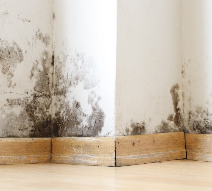 Mold Damage<br />
